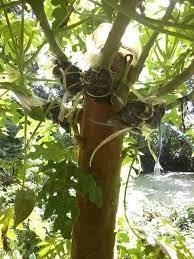 Mancing betik dapat mbahnya mbah betik. Ini Cara Tut Pokok Betik Untuk Dapatkan Hasil Buah Yang Banyak Impiana
