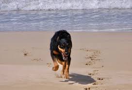 A ce stade, pour un mouvement non commercial, votre animal de compagnie (chien, chat, furet) doit respecter les exigences suivantes : Quels Vaccins Sont Obligatoires Pour Faire Voyager Mon Chien Avec Moi
