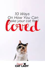 10 Ways On How You Can Make Your Cat Feel Loved Cats Outdoor Cats Cat Care