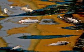 For example, koi, goldfish, and grass carp are known to munch on water lilies, water hyacinth, and water lettuce, among others. Fishermen Worried Over Spurt In Fish Kill The Hindu