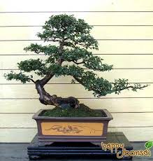 Attractive indoor or outdoor bonsai trees with easy care instructions. Bonsai Tree Sageretia Chinese Bird Plum Cay Kiá»ƒng Bonsai Cay