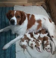 Image result for bretanský dlouhosrstý ohař