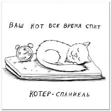 чем больше я узнаю людей тем больше я люблю собак Pin Ot Polzovatelya Severina Na Doske Chem Bolshe Uznayu Lyudej Tem Bolshe Ya Lyublyu Koshek Kot Prikoly S Sobakami I Mysli