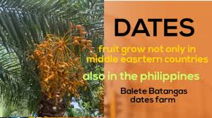 What remains is the endocarp layer: Dates Fruit Also In The Philippines Youtube