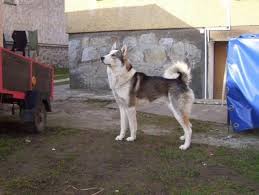 Image result for západosibiřská lajka