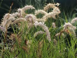 We did not find results for: Feines Federborstengras Karley Rose Bestes Stauden Wissen