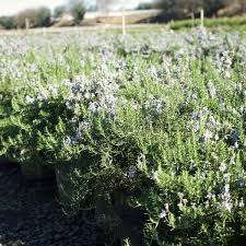 Image result for rosemary container
