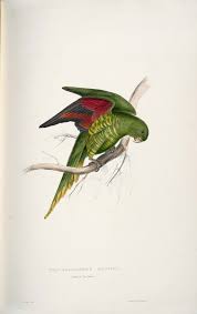 Illustrations Of The Family Of The Psittacidae Or Parrots Http Upload Wikimedia Org Wikipedia Commons 0 04 Trichoglossus Chlorolepidotus Trichoglossus Matoni Maton 27s Parrakeet By Edward Lear 1 Kus Papagan