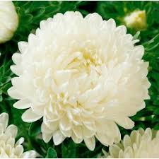 China aster is a sturdy flowering annual that adds vivid color to the late summer landscape. Chinese Aster Weiss Samen Preis 1 95