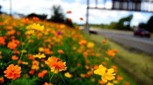 Wildflowers that grow in florida. New Jersey Roadsides In Bloom With Wildflowers A Help To Pollinators