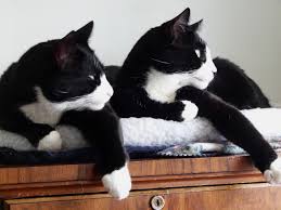 But you've yet to see some of the whackiest cats in town. Black And White Cats 11 Fascinating Facts About These Dapper Felines The Dog People By Rover Com