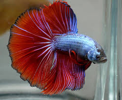 Live Tropical Fish Blue Red Dragon Halfmoon Betta F3 Tropical Fish Halfmoon Betta Betta