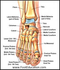 Joints are points where a muscle is. Bones And Joints Of The Foot And Ankle Overview Footeducation