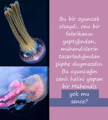 Balik Kus Agac Bocek Denizanasi Denizati Mercan Yengec Cicek Papagan Tirtil Nudibranch Murekkep Baligi Mantar Papag 2020 Denizanasi Denizatlari Sincap