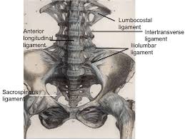Image result for Lumbar vertebrae