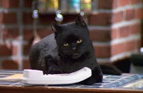 Salem Saberhagen | Other Holiday Specials Wiki | Fandom