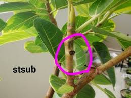 観葉植物 ゴムの木 フィカス アルテシーマを剪定しました 家族と植物