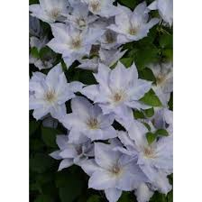 Image result for Clematis dolichopoda