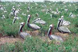 Pelicans are a genus of water birds, easily recognizable by their specific appearance. Brown Pelicans National Maritime Historical Society
