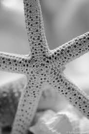 Beach Photography Starfish And Sea Urchin With Seashells Etsy Beach Wall Decor Beach Photography Black And White Beach