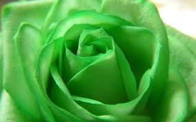 Green Flowers Wallpapers Movie Hd Wallpapers Green Rose Green Flowers Green Aesthetic