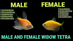Platy Fish - The Care, Feeding And Breeding Of Platys - Aquarium Tidings