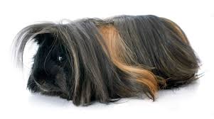 White guinea pigs have the same habitat and dietary requirements as guinea pigs of all other colors. How Do You Care For A Long Haired Peruvian Guinea Pig Pethelpful