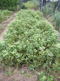Tanam kacang tanah 2 bulan di panen kacang tanah usia 2 bulanan. Cara Tanam Kacang Tanah Tanpa Guna Racun Serangga Tapi Hasil Banyak Impiana