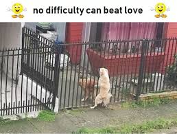 no difficulty can beat love love golden goldenretriever goldenretrievers dog dogs pet pets goldenretrieversofinstagram cute puppy puppies