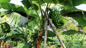 We did not find results for: How To Grow Bananas Stuff Co Nz