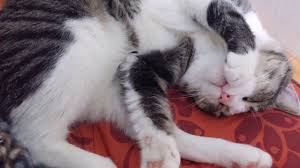 En Guzel Kedi Oteli Kedi Guzel Kediler Kedi Evi