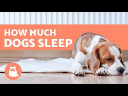 On average, a young puppy sleeps about 18. How Much Sleep Do 8 Month Old Dogs Need 2021 The Dog Visitor