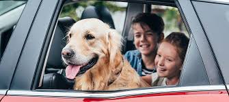 The 2019 toyota 4runner gets a nightshade edition model, an upgraded suspension on the trd pro variant, and extra standard features. How To Pet Prep Your Toyota Driving With Dogs Cats And Other Pets
