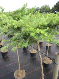 Cortaderia selloana (white pampas grass) hardy to z one 7. Larix Decidua Little Bogle Zwerglarche Little Bogle