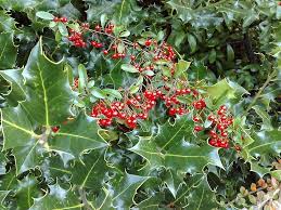 Cornuta, is said to retain its i live in pennsylvania & love hummingbirds & butterflies.i am looking to plant a bush that will attract both to. Holly Bush Transplanting Information On Moving Holly Bushes