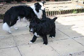 Explore 24 listings for collie poodle puppies for sale at best prices. Bordoodle Puppies For Sale Ready Now Bournemouth Dorset Pets4homes