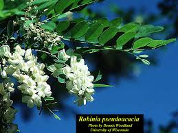 Image result for Robinia