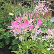 Image result for Cleome
