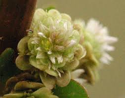 Image result for Alternanthera sessilis