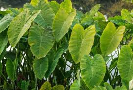 This fin nipping behavior can be a sign that either, the tank is too small, or, the zebra danio shoal is too small. When To Plant Elephant Ear Bulbs Gardening Channel