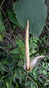 Image result for Amorphophallus