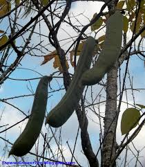 Image result for Canavalia gladiata