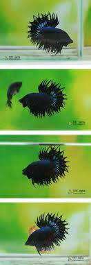 Featuring bright colors and elegant, flowing fins betta fish are the perfect. Betta Bidding