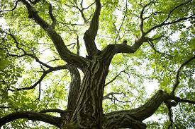 We did not find results for: Walnut Trees Lovetoknow