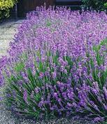 Lavender flowers for sale near me. 7 00