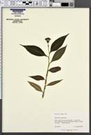 Image result for Aneilema dregeanum