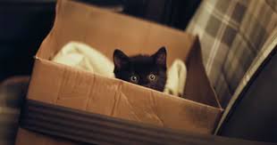 0 best kitten names | cattime. An Adorable Kitten Makes This Dutch Lottery Ad An Instant Crowd Pleaser Clio Journal