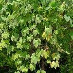 Image result for Cayaponia