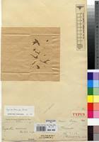 Image result for Cyanotis foecunda