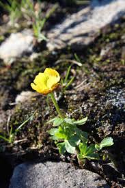 Image result for Ranunculus oreophytus